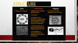 STRUCTURE
Cilia Similarities Flagella
 Short and numerous  Made of microtubules
(basal bodies)
 Hair-like
 Contain a core
(axoneme) consisting two
single central filaments
surrounded by an outer
ring of nine filaments
 Nine filaments are in
pairs and each join the
neighbouring filaments
 Enveloped in a
membrane that is an
extension of the plasma
membrane
 Long and usually
appears alone or in twos
 