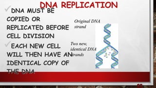 DNA REPLICATION
DNA MUST BE
COPIED OR
REPLICATED BEFORE
CELL DIVISION
EACH NEW CELL
WILL THEN HAVE AN
IDENTICAL COPY OF
THE DNA
Original DNA
strand
Two new,
identical DNA
strands
 