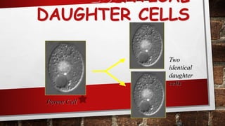 IDENTICAL
DAUGHTER CELLS
84
Parent Cell
Two
identical
daughter
cells
 