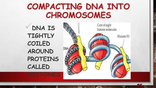 COMPACTING DNA INTO
CHROMOSOMES
DNA IS
TIGHTLY
COILED
AROUND
PROTEINS
CALLED
HISTONES
 