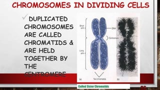 CHROMOSOMES IN DIVIDING CELLS
DUPLICATED
CHROMOSOMES
ARE CALLED
CHROMATIDS &
ARE HELD
TOGETHER BY
THE
CENTROMERE
Called Sister Chromatids
 