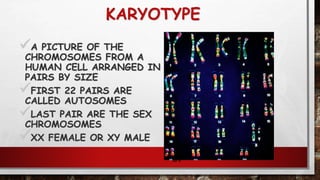 KARYOTYPE
A PICTURE OF THE
CHROMOSOMES FROM A
HUMAN CELL ARRANGED IN
PAIRS BY SIZE
FIRST 22 PAIRS ARE
CALLED AUTOSOMES
LAST PAIR ARE THE SEX
CHROMOSOMES
XX FEMALE OR XY MALE
87
 