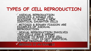 TYPES OF CELL REPRODUCTION
ASEXUAL REPRODUCTION
INVOLVES A SINGLE CELL
DIVIDING TO MAKE 2 NEW,
IDENTICAL DAUGHTER CELLS
MITOSIS & BINARY FISSION ARE
EXAMPLES OF ASEXUAL
REPRODUCTION
SEXUAL REPRODUCTION INVOLVES
TWO CELLS (EGG & SPERM)
JOINING TO MAKE A NEW CELL
(ZYGOTE) THAT IS NOT IDENTICAL
TO THE ORIGINAL CELLS
MEIOSIS IS AN EXAMPLE89
 