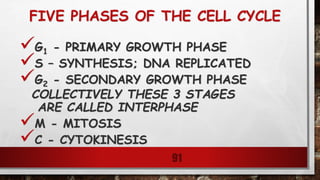 FIVE PHASES OF THE CELL CYCLE
G1 - PRIMARY GROWTH PHASE
S – SYNTHESIS; DNA REPLICATED
G2 - SECONDARY GROWTH PHASE
COLLECTIVELY THESE 3 STAGES
ARE CALLED INTERPHASE
M - MITOSIS
C - CYTOKINESIS
91
 