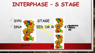 INTERPHASE – S STAGE
SYNTHESIS STAGE
DNA IS COPIED OR REPLICATED
94
Two identical
copies of
DNA
Original DNA
 