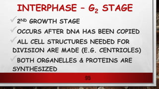 INTERPHASE – G2 STAGE
2ND GROWTH STAGE
OCCURS AFTER DNA HAS BEEN COPIED
ALL CELL STRUCTURES NEEDED FOR
DIVISION ARE MADE (E.G. CENTRIOLES)
BOTH ORGANELLES & PROTEINS ARE
SYNTHESIZED
95
 