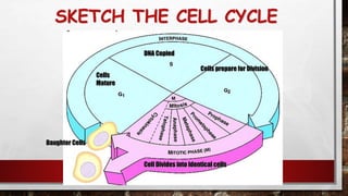 SKETCH THE CELL CYCLE
96
Daughter Cells
DNA Copied
Cells
Mature
Cells prepare for Division
Cell Divides into Identical cells
 