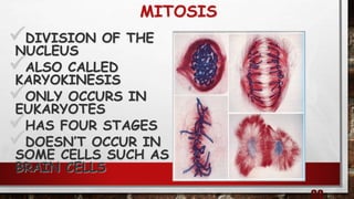 MITOSIS
DIVISION OF THE
NUCLEUS
ALSO CALLED
KARYOKINESIS
ONLY OCCURS IN
EUKARYOTES
HAS FOUR STAGES
DOESN’T OCCUR IN
SOME CELLS SUCH AS
BRAIN CELLS
 