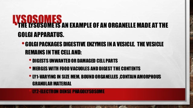 What organelles contain digestive enzymes?