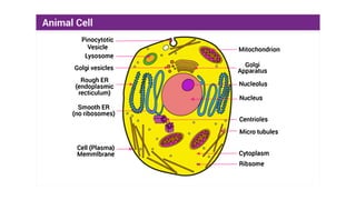 Cell - structure & function, this is a ppt presentation where u can ...