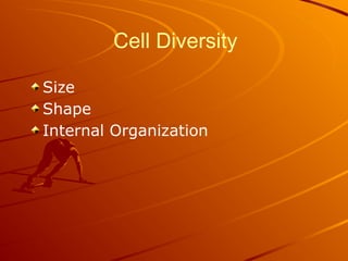 Cell Diversity
Size
Shape
Internal Organization
 