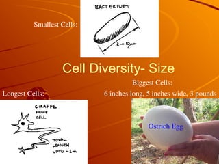 Cell Diversity- Size
6 inches long, 5 inches wide, 3 pounds
Smallest Cells:
Longest Cells:
Ostrich Egg
Biggest Cells:
 