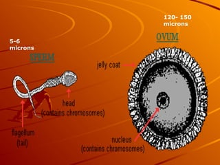 5-6
microns
120- 150
microns
 