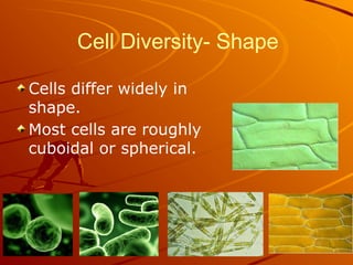 Cell Diversity- Shape
Cells differ widely in
shape.
Most cells are roughly
cuboidal or spherical.
 