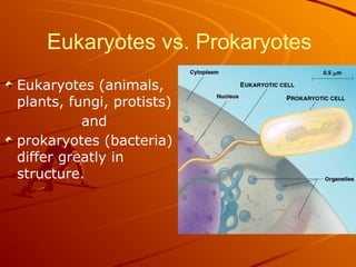Eukaryotes vs. Prokaryotes
Eukaryotes (animals,
plants, fungi, protists)
and
prokaryotes (bacteria)
differ greatly in
structure.
 