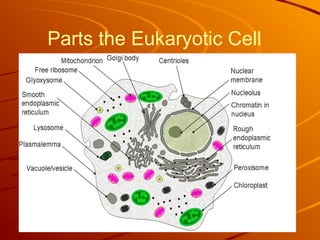 Parts the Eukaryotic Cell
 