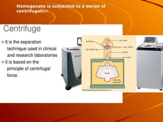 Homogenate is subjected to a series of
centrifugation
 