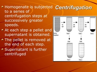 Homogenate is subjected
to a series of
centrifugation steps at
successively greater
speeds.
At each step a pellet and
supernatant is obtained.
The pellet is removed at
the end of each step.
Supernatant is further
centrifuged
 