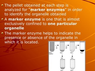 The pellet obtained at each step is
analyzed for “marker enzymes” in order
to identify the organelle obtained
A marker enzyme is one that is almost
exclusively confined to one particular
organelle
The marker enzyme helps to indicate the
presence or absence of the organelle in
which it is located.
 