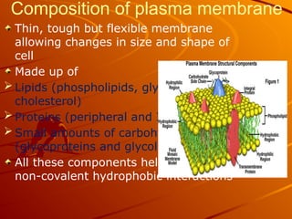 Composition of plasma membrane
Thin, tough but flexible membrane
allowing changes in size and shape of
cell
Made up of
 Lipids (phospholipids, glycolipids and
cholesterol)
 Proteins (peripheral and Integral) and
 Small amounts of carbohydrates
(glycoproteins and glycolipids)
All these components held together by
non-covalent hydrophobic interactions
 