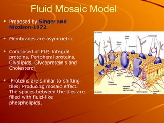 Fluid Mosaic Model
Proposed by Singer and
Nicolson-1972
Membranes are asymmetric
Composed of PLP, Integral
proteins, Peripheral proteins,
Glyolipids, Glycoprotein's and
Cholesterol
Proteins are similar to shifting
tiles, Producing mosaic effect.
The spaces between the tiles are
filled with fluid-like
phospholipids.
 