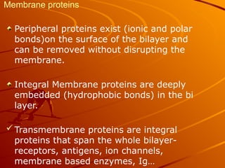 Membrane proteins
Peripheral proteins exist (ionic and polar
bonds)on the surface of the bilayer and
can be removed without disrupting the
membrane.
Integral Membrane proteins are deeply
embedded (hydrophobic bonds) in the bi
layer.
Transmembrane proteins are integral
proteins that span the whole bilayer-
receptors, antigens, ion channels,
membrane based enzymes, Ig…
 