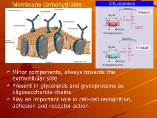 Membrane carbohydrates
Minor components, always towards the
extracellular side
Present in glycolipids and glycoproteins as
oligosaccharide chains
Play an important role in cell-cell recognition,
adhesion and receptor action
 