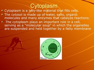 Cytoplasm
Cytoplasm is a jelly-like material that fills cells.
The cytosol is made up of water, salts, organic
molecules and many enzymes that catalyze reactions.
The cytoplasm plays an important role in a cell,
serving as a "molecular soup" in which the organelles
are suspended and held together by a fatty membrane
 