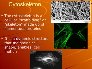 Cytoskeleton
The cytoskeleton is a
cellular "scaffolding" or
"skeleton“ made up of
filamentous proteins
It is a dynamic structure
that maintains cell
shape, enables cell
motion
 