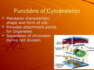 Functions of Cytoskeleton
 Maintains characteristic
shape and form of cell.
 Provides attachment points
for Organelles
 Separation of chromatin
during cell division
 