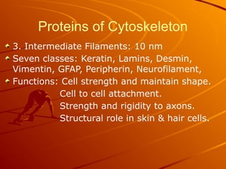 Proteins of Cytoskeleton
3. Intermediate Filaments: 10 nm
Seven classes: Keratin, Lamins, Desmin,
Vimentin, GFAP, Peripherin, Neurofilament,
Functions: Cell strength and maintain shape.
Cell to cell attachment.
Strength and rigidity to axons.
Structural role in skin & hair cells.
 