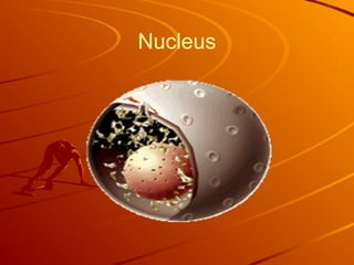 Nucleus
 