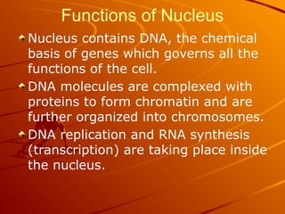 Functions of Nucleus
Nucleus contains DNA, the chemical
basis of genes which governs all the
functions of the cell.
DNA molecules are complexed with
proteins to form chromatin and are
further organized into chromosomes.
DNA replication and RNA synthesis
(transcription) are taking place inside
the nucleus.
 