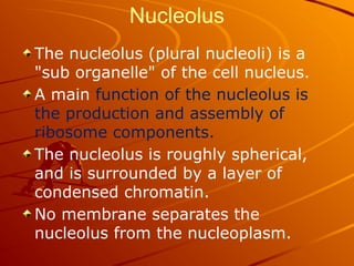 Nucleolus
The nucleolus (plural nucleoli) is a
"sub organelle" of the cell nucleus.
A main function of the nucleolus is
the production and assembly of
ribosome components.
The nucleolus is roughly spherical,
and is surrounded by a layer of
condensed chromatin.
No membrane separates the
nucleolus from the nucleoplasm.
 