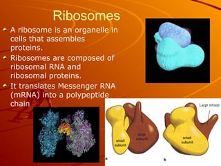 Ribosomes
A ribosome is an organelle in
cells that assembles
proteins.
Ribosomes are composed of
ribosomal RNA and
ribosomal proteins.
It translates Messenger RNA
(mRNA) into a polypeptide
chain
 