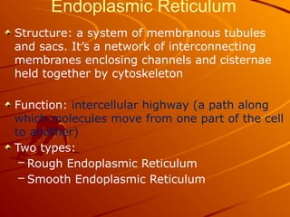 Endoplasmic Reticulum
Structure: a system of membranous tubules
and sacs. It’s a network of interconnecting
membranes enclosing channels and cisternae
held together by cytoskeleton
Function: intercellular highway (a path along
which molecules move from one part of the cell
to another)
Two types:
– Rough Endoplasmic Reticulum
– Smooth Endoplasmic Reticulum
 