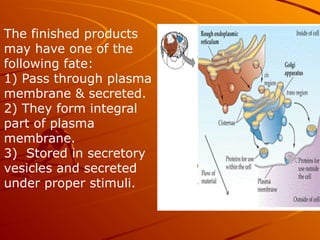 The finished products
may have one of the
following fate:
1) Pass through plasma
membrane & secreted.
2) They form integral
part of plasma
membrane.
3) Stored in secretory
vesicles and secreted
under proper stimuli.
 
