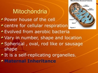Mitochondria
Power house of the cell
centre for cellular respiration
Evolved from aerobic bacteria
Vary in number, shape and location
Spherical , oval, rod like or sausage
shape
It is a self-replicating organelles.
Maternal Inheritance
 