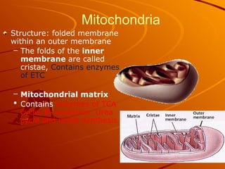 Mitochondria
Structure: folded membrane
within an outer membrane
– The folds of the inner
membrane are called
cristae, Contains enzymes
of ETC
– Mitochondrial matrix
 Contains enzymes of TCA
cycle, B- oxidation, Urea
cycle and heme synthesis
 
