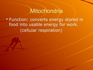 Mitochondria
Function: converts energy stored in
food into usable energy for work.
(cellular respiration)
 
