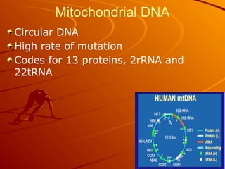 Mitochondrial DNA
Circular DNA
High rate of mutation
Codes for 13 proteins, 2rRNA and
22tRNA
 