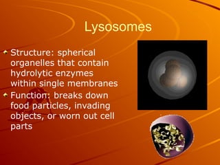 Lysosomes
Structure: spherical
organelles that contain
hydrolytic enzymes
within single membranes
Function: breaks down
food particles, invading
objects, or worn out cell
parts
 
