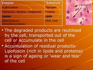 The degraded products are reutilised
by the cell, transported out of the
cell or accumulate in the cell
Accumulation of residual products-
Lipofuscin (rich in lipids and proteins)
is a sign of ageing or ‘wear and tear’
of the cell
 