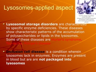 Lysosomes-applied aspect
Lysosomal storage disorders are characterized
by specific enzyme deficiencies. These diseases
show characteristic patterns of the accumulation
of polysaccharides or lipids in the lysosomes.
Some of these diseases are Hurler's syndrome,
Tay-sachs, Pompe's disease
Inclusion cell disease is a condition wherein
lysosomes lack in enzymes. Enzymes are present
in blood but are are not packaged into
lysosomes
 