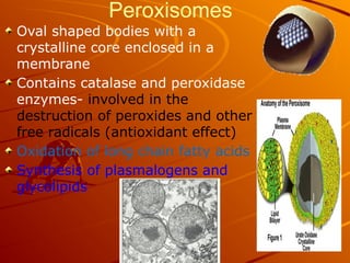 Peroxisomes
Oval shaped bodies with a
crystalline core enclosed in a
membrane
Contains catalase and peroxidase
enzymes- involved in the
destruction of peroxides and other
free radicals (antioxidant effect)
Oxidation of long chain fatty acids
Synthesis of plasmalogens and
glycolipids
 