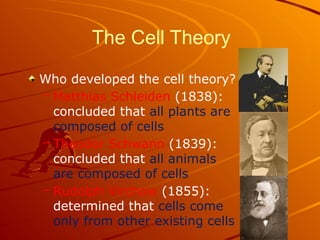 The Cell Theory
Who developed the cell theory?
– Matthias Schleiden (1838):
concluded that all plants are
composed of cells
– Theodor Schwann (1839):
concluded that all animals
are composed of cells
– Rudolph Virchow (1855):
determined that cells come
only from other existing cells
 