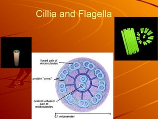 Cillia and Flagella
 