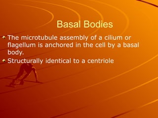 Basal Bodies
The microtubule assembly of a cilium or
flagellum is anchored in the cell by a basal
body.
Structurally identical to a centriole
 