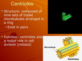 Centrioles
Structure: composed of
nine sets of triplet
microtubules arranged in
a ring
– Exist in pairs
Function: centrioles play
a major role in cell
division (mitosis)
 