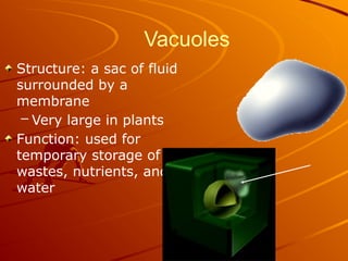 Vacuoles
Structure: a sac of fluid
surrounded by a
membrane
– Very large in plants
Function: used for
temporary storage of
wastes, nutrients, and
water
 